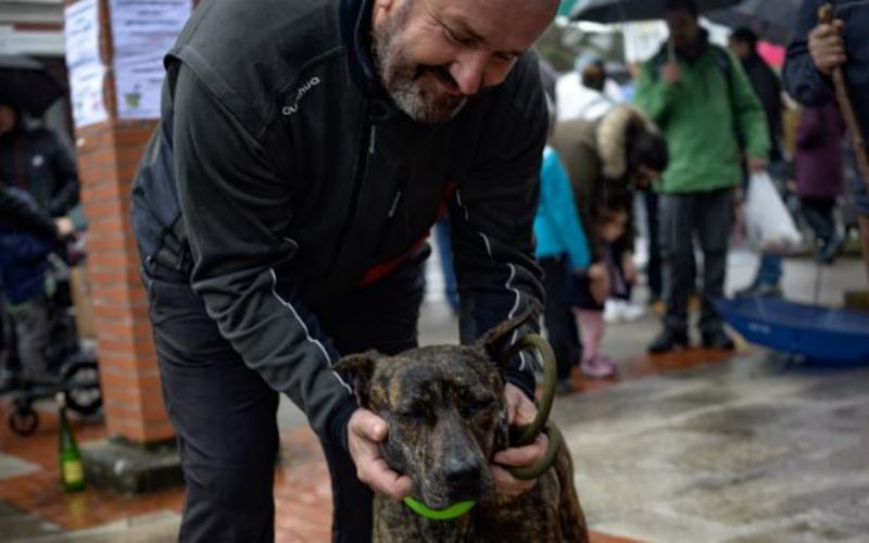 De andares elegantes y llamativa, as es Noa, la ganadora del concurso canino de Gees